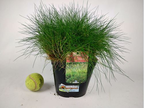 Foto de FESTUCA GLAUCA M13/M16