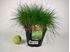 Foto de FESTUCA GLAUCA M13/M16