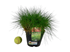 Foto de FESTUCA GLAUCA M13/M16