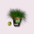 Foto de FESTUCA GLAUCA M13/M16