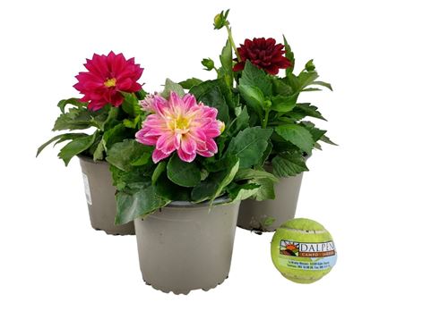 Foto de DALIA HORTENSIS M10,5/13