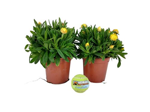 Foto de BRACTEANTHA (INMORTAL) M13