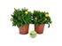 Foto de BRACTEANTHA (INMORTAL) M13