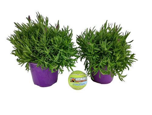 Foto de LAVANDA STOECHAS M13 