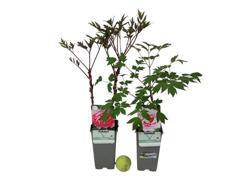 Foto de PEONIA ARBOREA 2L