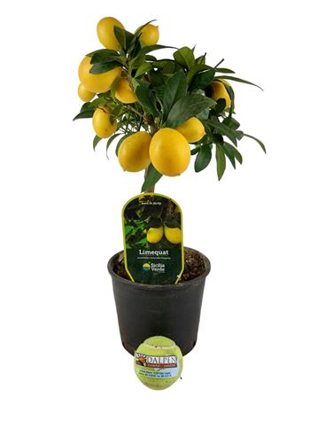 Foto de CITRUS LIMEQUAT C22