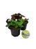 Foto de BEGONIA SIEMPREFLORIDA M10,5