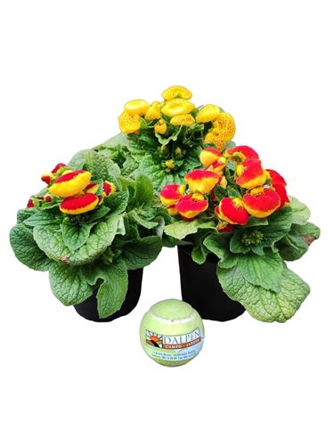 Foto de CALCEOLARIA M13