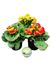 Foto de CALCEOLARIA M13