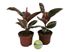 Foto de FICUS ELASTICA TINEKE/BELIZE M12