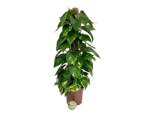 Foto de POTHOS TUTOR M17/M20