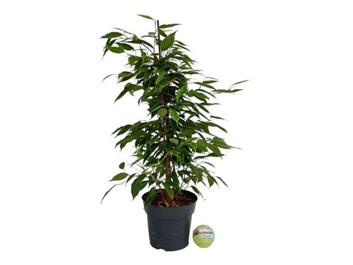 Foto de FICUS BENJAMINA M14