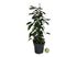 Foto de FICUS BENJAMINA M14