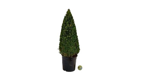 Foto de BUXUS SEMPERVIRENS 7L