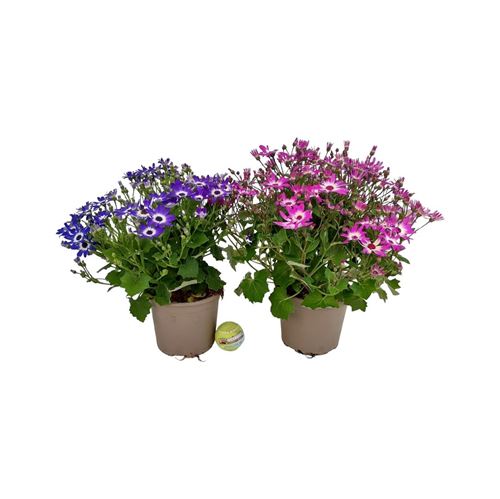 Foto de PERICALLIS HYBRIDA (CINERARIA)  M13