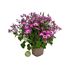 Foto de PERICALLIS HYBRIDA (CINERARIA)  M13