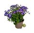 Foto de PERICALLIS HYBRIDA (CINERARIA)  M13