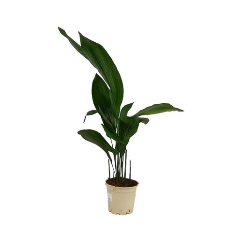 Foto de ASPIDISTRA M17