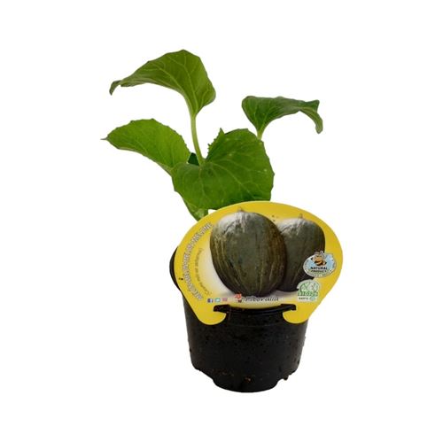 Foto de MELON PIEL DE SAPO M10,5