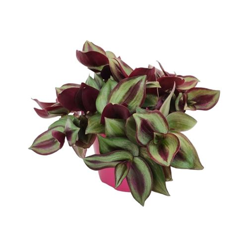 Foto de TRADESCANTIA ZEBRINA M13