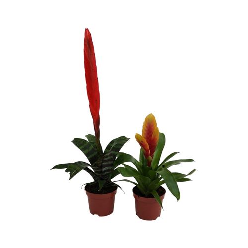 Foto de GUZMANIA M9