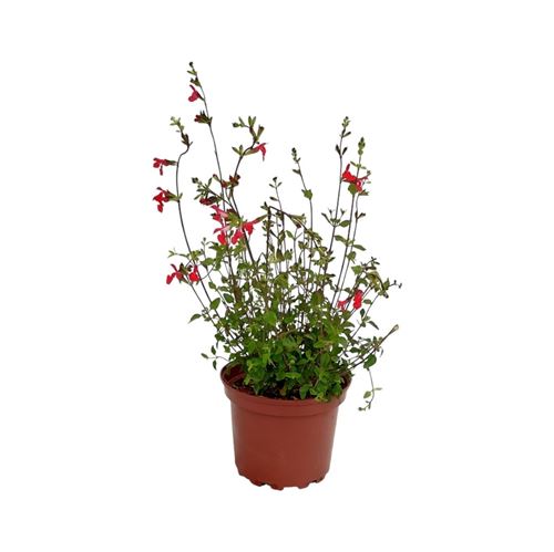 Foto de SALVIA VARIEDADES 2L 