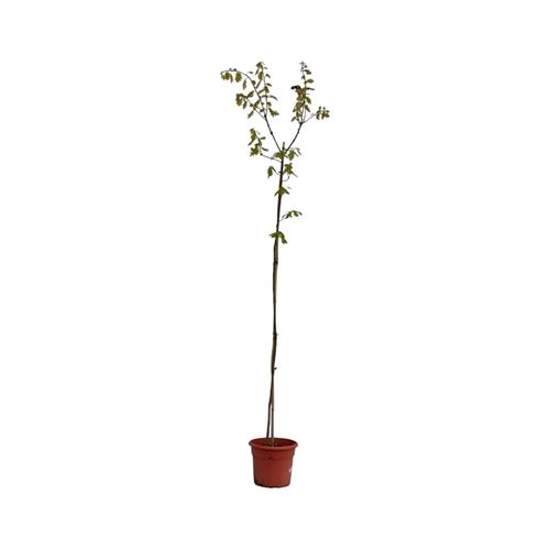 Foto de QUERCUS RUBRA (ROBLE AMERICANO) 5L/10L