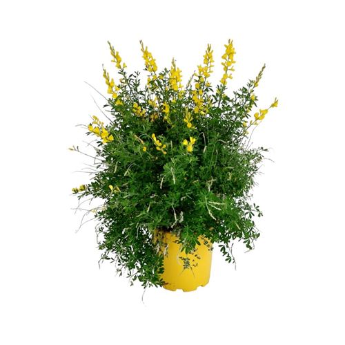 Foto de CYTISUS MADERIENSIS 3L