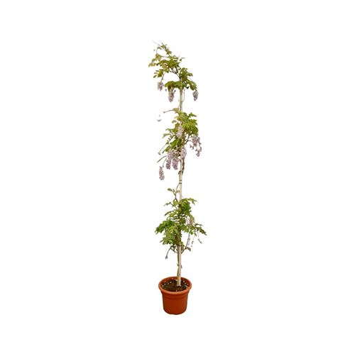 Foto de WISTERIA(GLICINIA) 5L/10L
