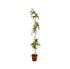 Foto de WISTERIA(GLICINIA) M15/5L/10L