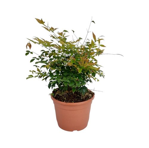 Foto de NANDINA GULF STREAM 2,5/ 7L