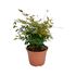 Foto de NANDINA GULF STREAM 2,5/ 7L