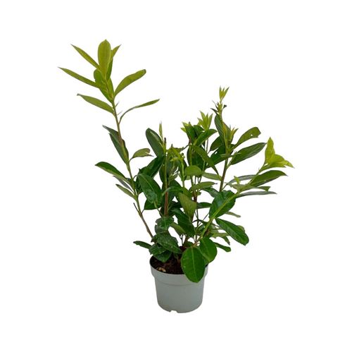 Foto de PRUNUS LAUROCERASUS(LAUREL REAL) 2L