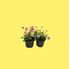 Foto de BRACHYSCOME M13