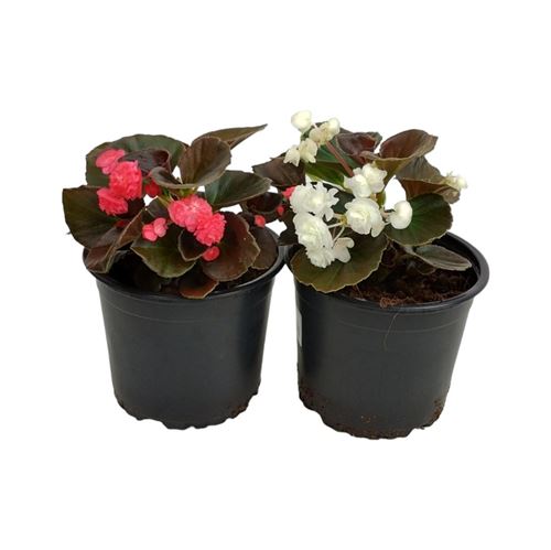 Foto de BEGONIA DOUBLET M13