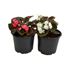 Foto de BEGONIA DOUBLET M13