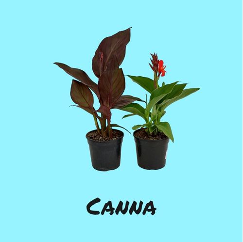 Foto de CANNA M16