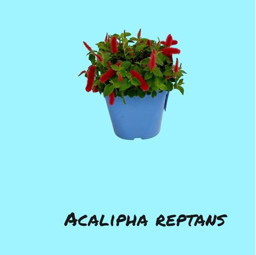 Foto de ACALYPHA REPTANS 2,5L