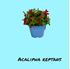 Foto de ACALYPHA REPTANS 2,5L