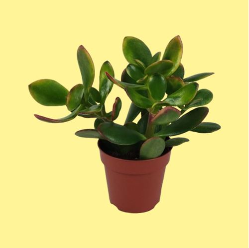 Foto de CRASSULA OVATA 8,5(ARBOL DE JADE)