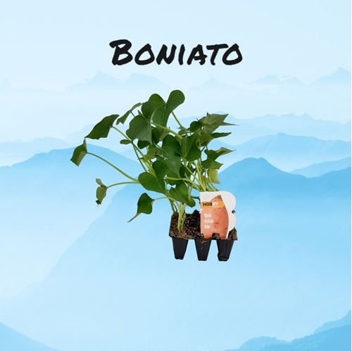 Foto de BONIATO (BATATA) - 6UN