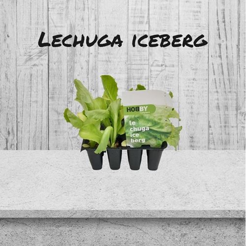 Foto de LECHUGA ICEBERG-12UN