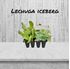 Foto de LECHUGA ICEBERG-12UN