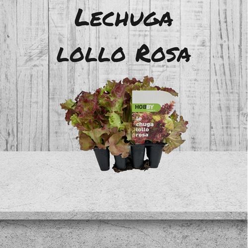 Foto de LECHUGA LOLLO ROSA-12UN