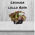 Foto de LECHUGA LOLLO ROSA-12UN