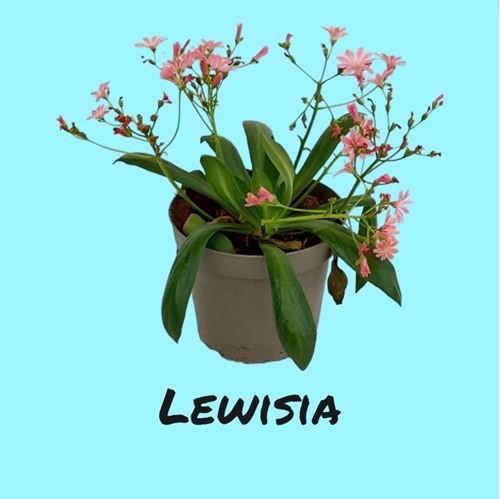 Foto de LEWISIA M13