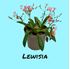 Foto de LEWISIA M13