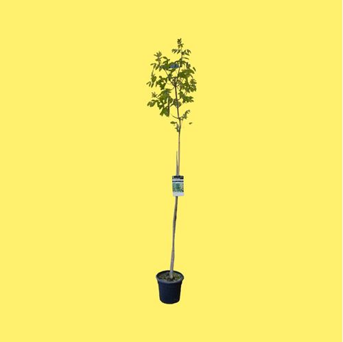 Foto de FRAXINUS ORNUS(FRESNO FLORIDO) 10L