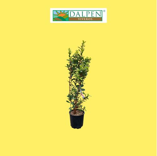 Foto de MADROÑO (ARBUTUS UNEDO)3L/10L