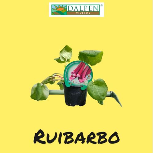 Foto de RUIBARBO M10,5/11